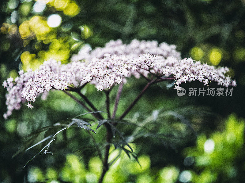 西雅图花园的接骨木或黑Sambucus nigra的肖像